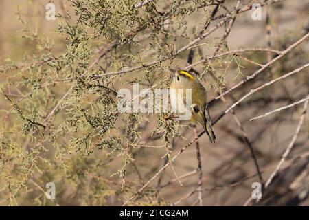 Goldcrest Regulus regulus recherche de nourriture sur les arbres dans le sud de la France Banque D'Images