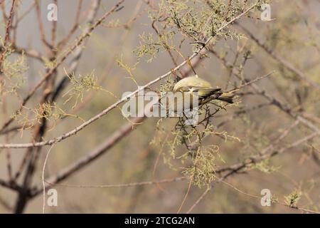 Goldcrest Regulus regulus recherche de nourriture sur les arbres dans le sud de la France Banque D'Images