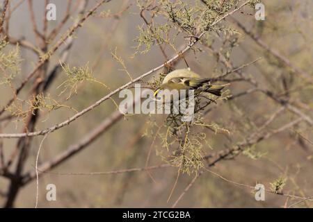 Goldcrest Regulus regulus recherche de nourriture sur les arbres dans le sud de la France Banque D'Images