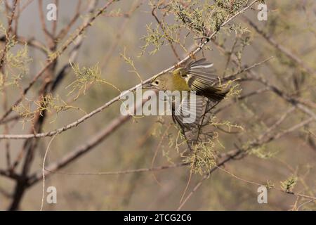 Goldcrest Regulus regulus recherche de nourriture sur les arbres dans le sud de la France Banque D'Images