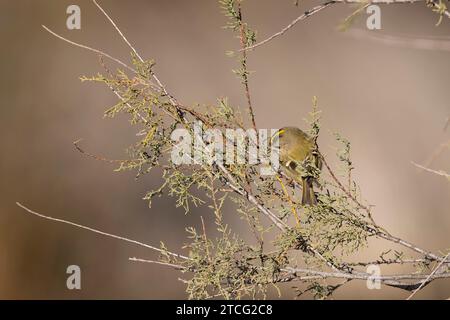 Goldcrest Regulus regulus recherche de nourriture sur les arbres dans le sud de la France Banque D'Images