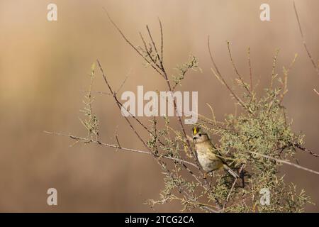 Goldcrest Regulus regulus recherche de nourriture sur les arbres dans le sud de la France Banque D'Images