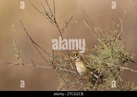 Goldcrest Regulus regulus recherche de nourriture sur les arbres dans le sud de la France Banque D'Images