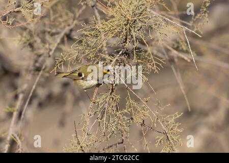 Goldcrest Regulus regulus recherche de nourriture sur les arbres dans le sud de la France Banque D'Images