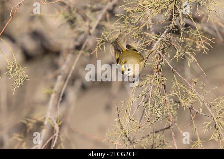 Goldcrest Regulus regulus recherche de nourriture sur les arbres dans le sud de la France Banque D'Images