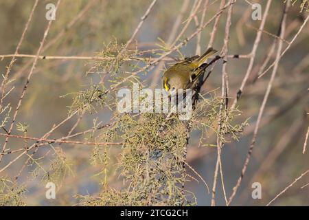 Goldcrest Regulus regulus recherche de nourriture sur les arbres dans le sud de la France Banque D'Images