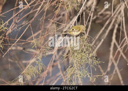 Goldcrest Regulus regulus recherche de nourriture sur les arbres dans le sud de la France Banque D'Images