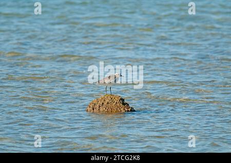 Pluvialis squatarola (Pluvialis squatarola) sur le rocher du lac. Banque D'Images