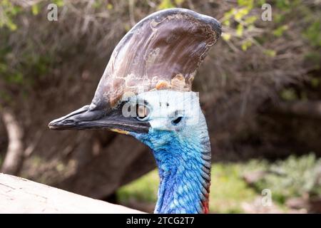 Le casoar est un grand, sans vol. Il est recouvert de plumes noires denses à deux plis et a un grand casque sur sa tête. Banque D'Images