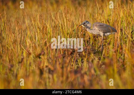 Grand Héron mangeant un poisson Banque D'Images