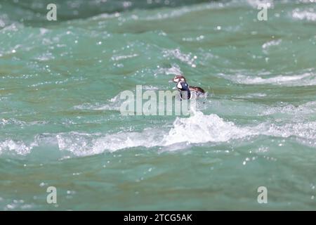 Arlequin, Histrionicus histrionicus, couple mâle et femelle pendant la saison de reproduction dans la rivière Dosewallips, forêt nationale olympique, État de Washington Banque D'Images