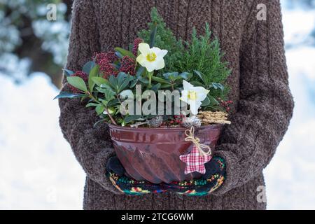 heleborus niger, conifères, skimmia dans la vieille moisissure guglhupf dans les mains des femmes Banque D'Images