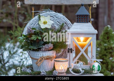 arrangement de noël avec helleborus niger, branches de sapin et lanterne en bois Banque D'Images