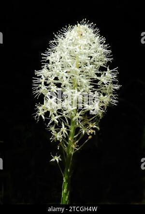 belle fleur sauvage d'herbe d'ours blanc le long du sentier dans le parc national de glacier, montana Banque D'Images