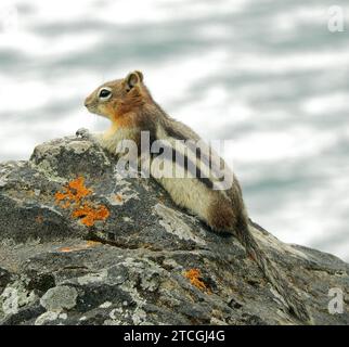 écureuil doré assis sur un rocher près du lac minnewanka dans le parc national banff, alberta, canada Banque D'Images