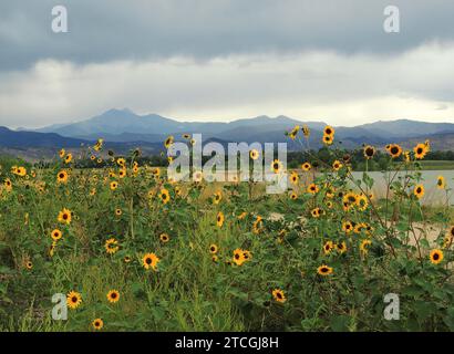 champ de tournesols et tempête approchant au-dessus du pic de long au lac mcintosh à longmont, colorado Banque D'Images