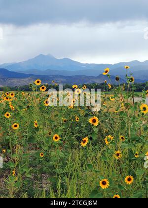 champ de tournesols et tempête approchant au-dessus du pic de long au lac mcintosh à longmont, colorado Banque D'Images