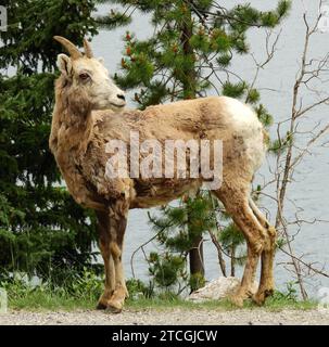 brebis à grande corne des montagnes rocheuses près d'un lac dans le parc national banff, alberta, canada Banque D'Images