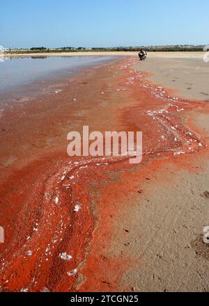 Alicante 10/10/2007 Salinas de la Mata Park et Torrevieja. Photo Juan Carlos Solerl Archdc. Crédit : Album / Archivo ABC / Juan Carlos Soler,Juan Carlos Soler Banque D'Images