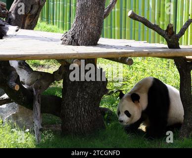 Madrid 09-19-2007 Présentation officielle aux médias du couple de Pandas géants du zoo Aquarium de Madrid présidé par sa Majesté la Reine Sofia accompagnée du maire Alberto Ruiz Gallardon photo Jaime Garcia Archdc. Crédit : Album / Archivo ABC / Jaime García Banque D'Images