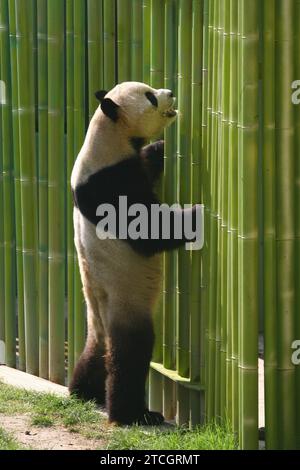 Madrid 09-19-2007 Présentation officielle aux médias du couple de Pandas géants du zoo Aquarium de Madrid présidé par sa Majesté la Reine Sofia accompagnée du maire Alberto Ruiz Gallardon photo Jaime Garcia Archdc. Crédit : Album / Archivo ABC / Jaime García Banque D'Images