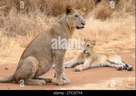 Lionne avec son ourson, assise sur un chemin de terre observant un peu de buck dans le parc national de Tarangire, Tanzanie. Banque D'Images