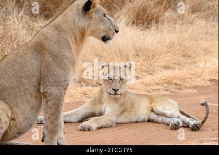 Lionne avec son ourson, assise sur un chemin de terre observant un peu de buck dans le parc national de Tarangire, Tanzanie. Banque D'Images