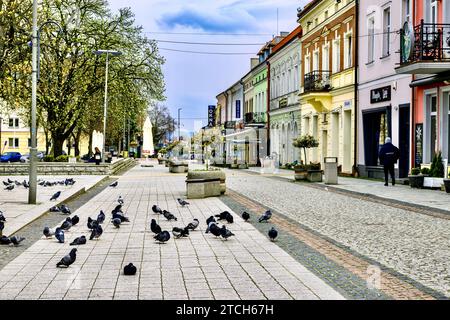 Pigeons dans les rues de la vieille ville de Jaslo, Pologne Banque D'Images