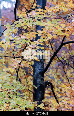 Jeunes hêtres d'automne à Randolph's Leap. Morayshire, Écosse Banque D'Images