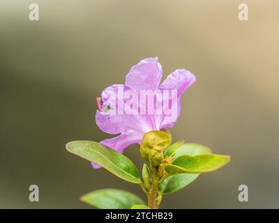 Fleurs roses de l'espace de copie de rhododendron sibérien. Rhododendron dauricum. Floraison printanière du rhododendron de l'Altaï. Plan rapproché de Rhododendron dauricu Banque D'Images