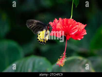 Papillon Birdwing commun sur fleur d'hibiscus de couleur rouge. Banque D'Images