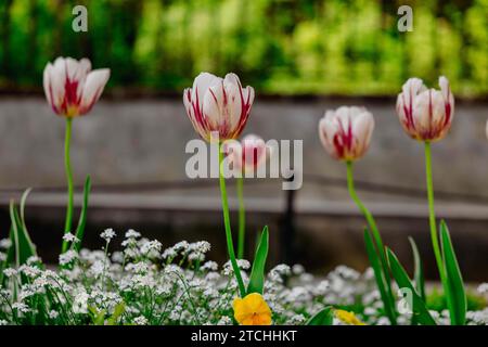 Une scène extérieure idyllique avec des fleurs de tulipe et une plante luxuriante de jardin en pot Banque D'Images