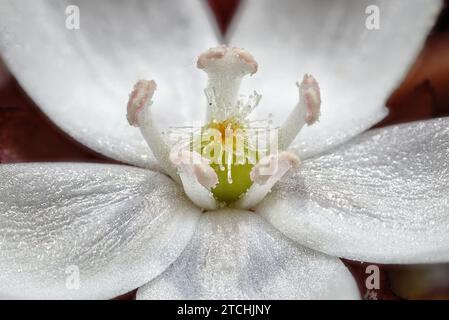 Une fleur de Drosera blanche à cinq pétales. Wheatbelt, Australie occidentale Banque D'Images