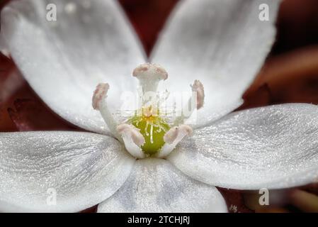 Une fleur de Drosera blanche à cinq pétales. Wheatbelt, Australie occidentale Banque D'Images