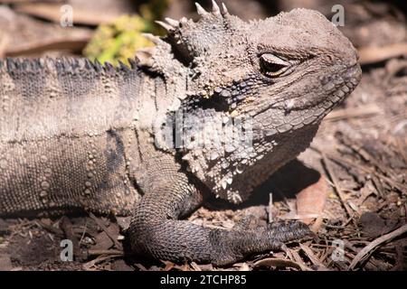 Le Dragon d'eau peut être identifié par une tête angulaire distinctement profonde et la crête nucale des écailles spineuses qui rejoint la crête vertébrale prolongeant l'OD Banque D'Images