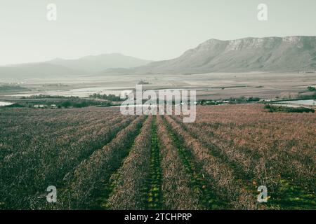 Vue sur les vignobles et la montagne par une journée brumeuse Banque D'Images