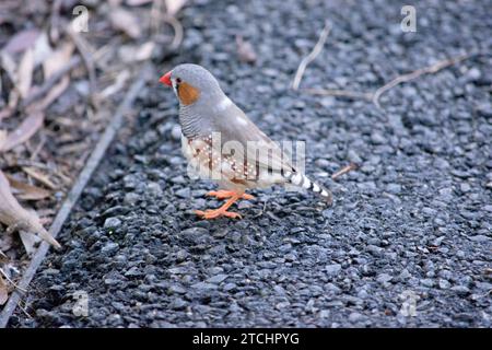 le zèbre mâle finch a un corps gris avec un blanc sous le ventre avec une queue noire et blanche. Il a des joues orange et une bande noire sur son visage Banque D'Images