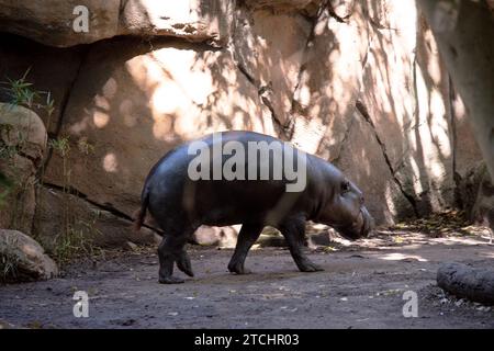 l'hippopotame pygmée ressemble à une petite version d'un hippopotame Banque D'Images