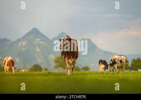 Pâturage des vaches dans les Alpes. Vaches sur prairie alpine en Suisse. Herbe de pâturage de vache. Pâturage de vache vert prairie alpine. Vache paissant sur le champ vert. Vaches en A. Banque D'Images