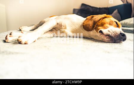 Chien dormir sur un canapé dans la chambre sur une couverture. Portrait historique de l'espace de copie Banque D'Images