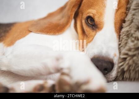 Chien Beagle avec de grands yeux couché et regardant vers la caméra. Close-up Portrait Banque D'Images