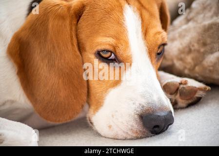 Dog tired allongé sur un canapé dans la salle de séjour. Close-up tête portrait Banque D'Images