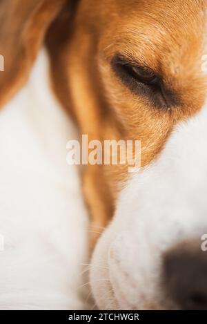 Couchage chien beagle, libre de tirer. Portrait de trois couleurs bovin Banque D'Images