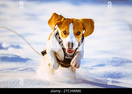 Beagle adorable chien qui court dans la neige profonde jour d'hiver ensoleillé Banque D'Images