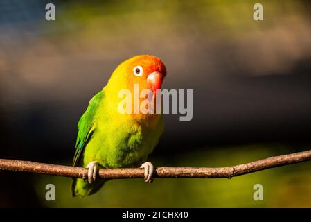 Beau perroquet, Conure soleil sur branche d'arbre. Fond d'oiseaux Banque D'Images