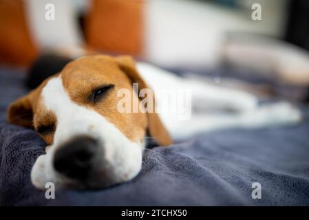 Chien Beagle couché à l'ombre sur un canapé de jardin se cachant du soleil d'été, fond d'été. Fatigué de la chaleur estivale Banque D'Images