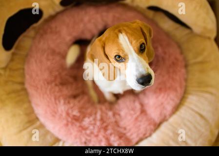 Chien assis dans un lit de chien rose regardant l'appareil photo. Concept Beagle. Arrière-plan canin Banque D'Images