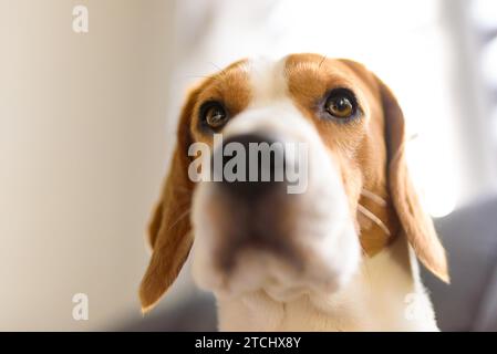 Portrait d'un chien de beagle de race pure assis sur un canapé dans la salle de séjour. Gros plan dans une pièce lumineuse. Concept PET Banque D'Images