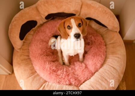 Chien assis dans un lit de chien rose regardant l'appareil photo. Concept Beagle. Arrière-plan canin Banque D'Images