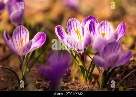 Crocus Crocus, pluriel ou croci est un genre de plantes de la famille de l'iris. Un seul crocus, un bouquet de crocus, un pré plein de crocus Banque D'Images